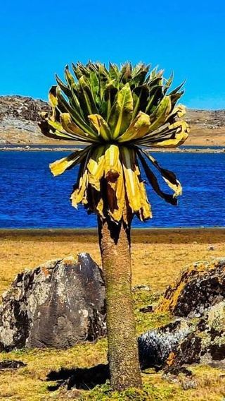 5D4N • Bale Mountains Trek 5 Days / 4 Nights