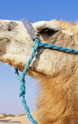 3D2N • 3 days in the desert on the back of a dromedary