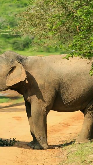 5D4N • 4-diamond hotels throughout the trip + Royal Botanical Gardens + Minneriya National Park Safari + World Heritage Sigiriya Lion Rock + Coastal train