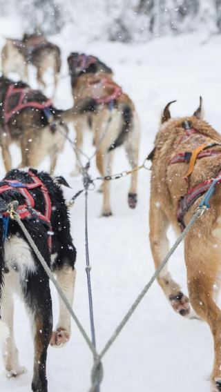 3D2N • Levi: 3-Day Husky Safari Adventure with Northern Lights