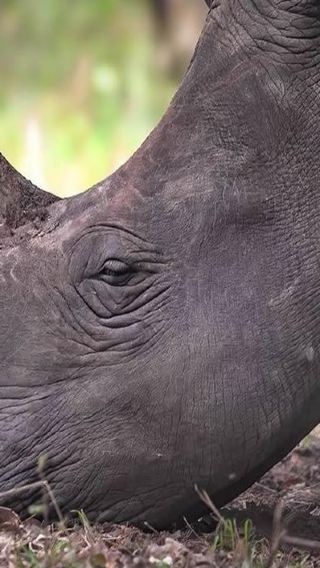 3D2N • From Kampala: 3-Day Murchison Falls Safari with Lodging