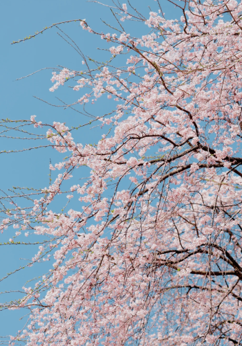 5D4N • South Korea + Seoul