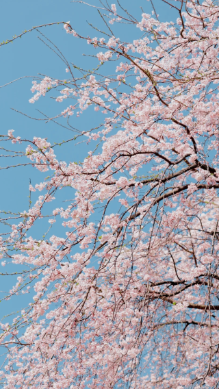 5D4N • South Korea + Seoul: 2-day chartered bus tour - Gyeongbokgung, Samcheong-dong, Bukchon, Namsan Cable Car, N Seoul Tower, Myeongdong, Nami Island, Kim Yoo-jung Rail Bike, Alpaca World