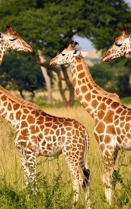 4D3N • 4 Day Kruger National Park and Panorama Tour from Johannesburg