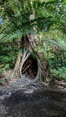 3D2N • Adelaide to Melbourne 3-Day Trip Grampians and Great Ocean Road