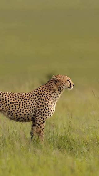6D5N • Private charter tour - Kenya: Maasai Mara National Reserve, Amboseli & Nairobi