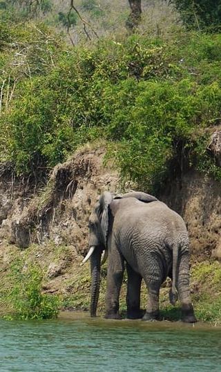 2D1N • Dar es Salaam: 2 Day Mikumi Open Jeep Safari & Waterfalls