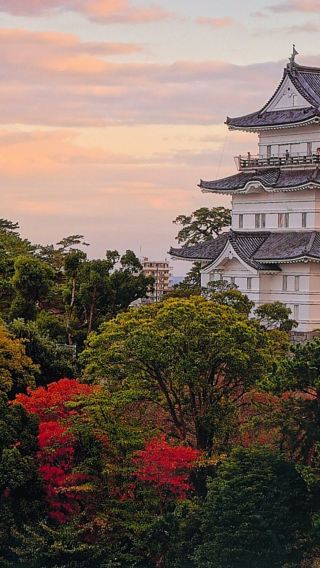 7D6N • Autumn Leaves & Hot Spring Tour: Odawara Castle + Kawazu Maple Valley + Hakone Shrine + MOA Museum + Atami Castle + Mt. Omuro + Jogasaki Coast 