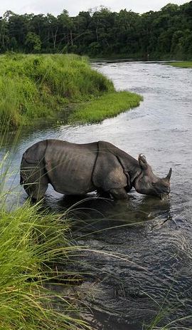4D3N • 3 Nights 4 Days Chitwan National Park with Tower Night Stay