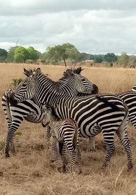 3D2N • 3 Days Safari to Mikumi NP - Accommodation Inside the Park