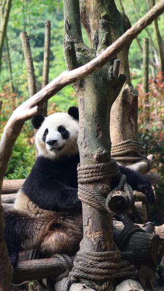 6天5晚 • 成都＋九寨溝＋都江堰＋青城山＋峨眉山｜暢玩天府之國