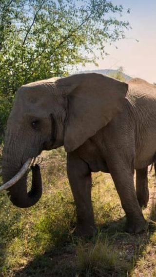 3D2N • Zanzibar or Dar es Salaam: 3-Day Wildlife Safari Experience