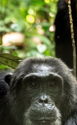 3D2N • Kibale National Park Chimpanzee Trekking, Culture, Farm tour