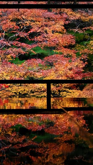 4日3晚 • 日本大阪環球影城＋京都＋奈良、秋日賞楓·清水寺、伏見稻荷大社·漫步千本鳥居、奈良公園餵神鹿