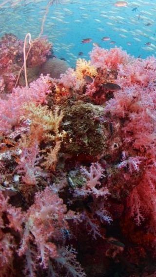 3D2N • Phi Phi Islands: PADI Open Water Diver Course with 5 Dives