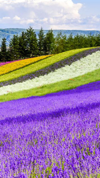 8D7N • Winter Hokkaido Ski Itinerary : Rusutsu Ski + Sapporo + Otaru + Lake Toya Onsen, entrance tickets not included