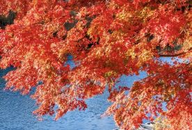 5D4N · Private Tours · Classic Osaka Family Journey: Kobe Bay Charm, Kyoto Cultural Landmarks, Nara Deer Encounters and Osaka Food Adventures · Create lasting family memories through Kyoto traditions, Nara deer encounters, Kobe harbor views and Osaka city charm.