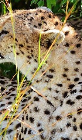 4D3N • 4-Day Masai Mara and Lake Nakuru Jeep Safari
