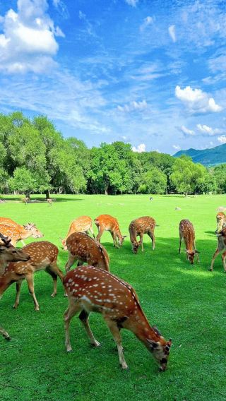 6天5晚 • 龍江山水連線 ·  夏秋精選 ·  穿行冰城奔赴五大連池與伊春 ·  探祕火山奇景 ·  沉醉湖光水色 ·   邂逅林間小鹿