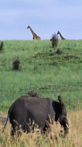 13D12N • Kenya + Tanzania
