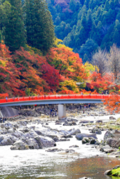 6 วัน 4 คืน • TOKYO OSAKA OBARA KORANKEI AUTUMN โดยสายการบินไทย [TG]