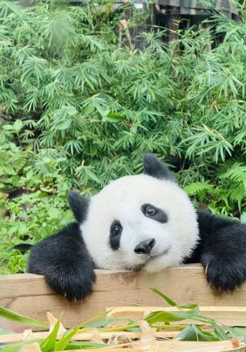 3日2晚 • 廣州長隆野生動物世界-珠海長隆海洋王國廣州精華景點一次玩遍 盡覽古今風情，輕鬆暢享廣州頂級風光 全程連住舒適不挪窩 粵語司機