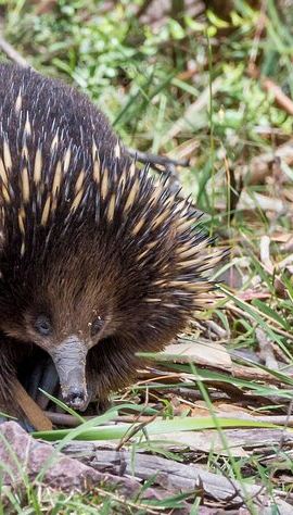 3D2N • Melbourne to the Great Ocean Road & Grampians 3 Day Original Tour