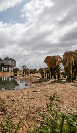 2D1N • 2-Day Taita Hills Wildlife Sanctuary & Tsavo East Safari -Mombasa