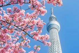 5D4N · Private Tours · Kanto · Tokyo & Mount Fuji - Muslim-Friendly Tour with Tokyo Camii, Tokyo Skytree, Masjid Visit & Halal Meal Recommendations · Explore Lake Tanuki, Shiraito Falls, Oshino Hakkai, Fujikawaguchiko Masjid, Fujitaya Fuji Sumo Show, Tokyo Skytree, Senso-ji Temple, Asakusa and Ginza.