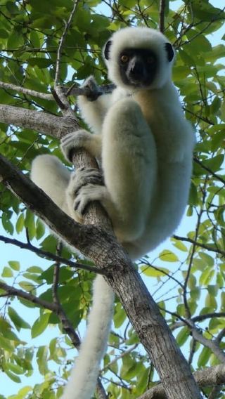 4D3N • From Morondava: Baobab, Kirindy and Tsingy de Bemaraha Tour