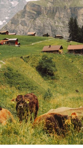 4D3N • Swiss Alpine Escape: Lakes, Peaks & Storybook Villages