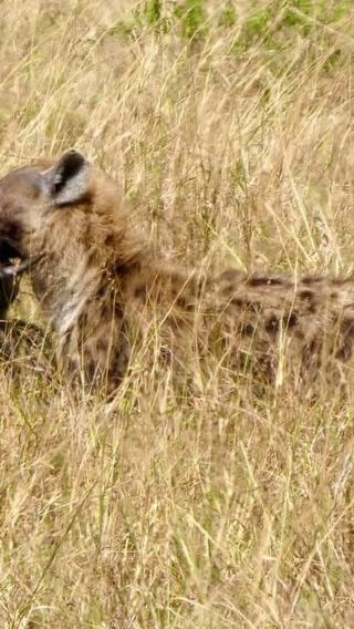 4D3N • 4-Day Amboseli, SaltLick & Tsavo East - Big Five Safari