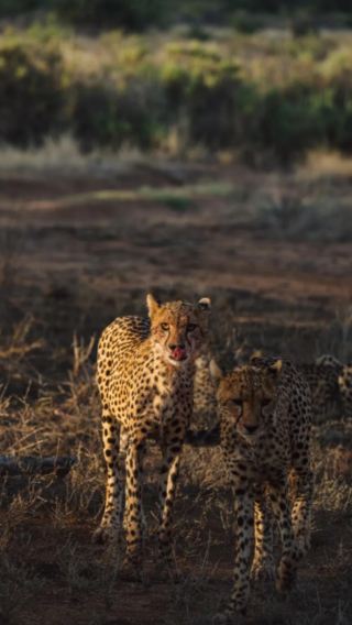 7D6N • Maasai Mara National Reserve in Kenya + Ambsli National Park + Lake Nakuru + Lake Bogoria