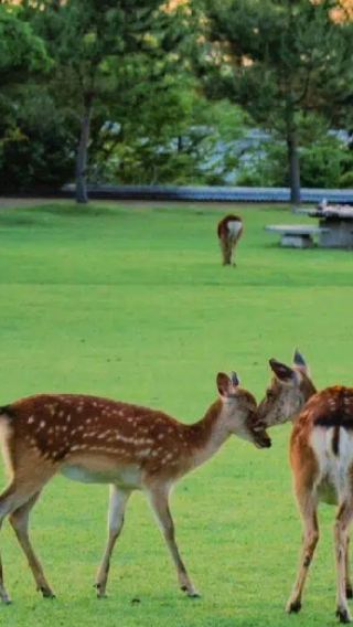 2D1N • Romantic Kansai Two Day Tour: Historic Temple Shrine Visit Experience + Downtown Osaka Hotel Stay + Yasaka Shrine Cultural Landmarks + USJ Theme Park Highlight
