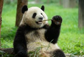 2-day 1-night · Group Tours · Chengdu Research Base of Giant Panda Breeding + Leshan Giant Buddha + Dujiangyan Scenic Area · No shopping. Visit four must-see highlights in two days at a relaxed pace. Enjoy the poetic night view in Dujiangyan and visit Mt. Qingcheng before it gets crowded. Stay in hand-picked hotel and dine in selected restaurants to ensure a pleasant trip. An English-speaking tour guide, sightseeing tickets, and a well-maintained vehicle are all included.