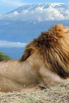 6D5N • 6 Days Budget Group Maasai Mara,Nakuru & Amboseli In a 4x4 jeep.