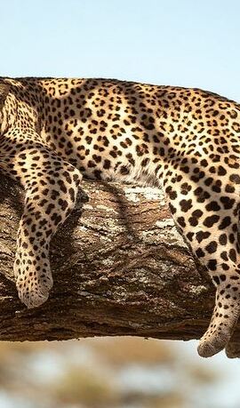 5D4N • 5 Days Best of Tanzania Luxury Safari Northern Circuit