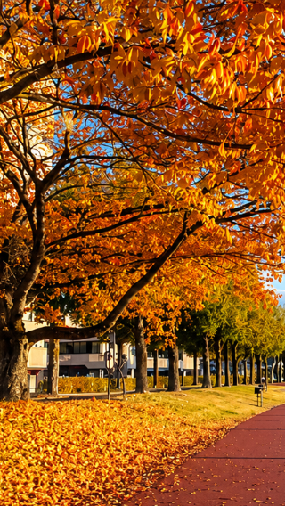 7D6N • Japan Honshu scenic journey with Osaka, Kyoto, Gero Onsen, Shirakawa-go, Mount Fuji and Tokyo highlights