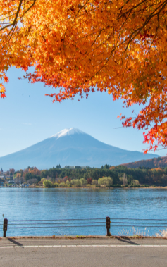 6 วัน 3 คืน • TOKYO FUJI MOMIJI KAIRO AUTUMN โดยสายการบินไทย [TG]