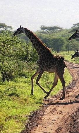 2D1N • 2-Day Amboseli National Park Safari- Daily Departures