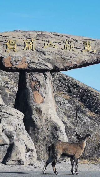 6D5N • Ningxia Yinchuan and Zhongwei family trip: No. 7-star tent hotel, kid-friendly activities, and a full day of fun