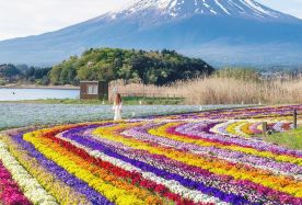 8D7N · Private Tours · Japan + Osaka + Kyoto + Gero + Shirakawa-go + Takayama + Mount Fuji + Tokyo · This eight-day cross-Honshu tour spans Kyoto, Hida and Fuji areas with heritage villages, historic architecture and mountain views plus arranged intercity transportation.
