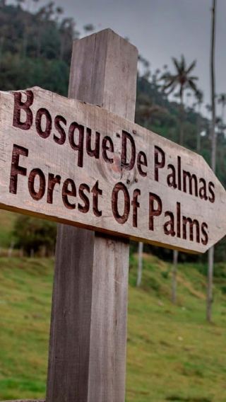 5D4N • 5-Day Quindío Coffee Region Experience with Cocora Valley