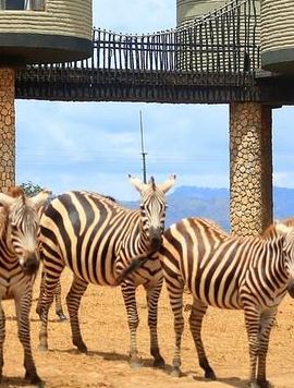 3D2N • 3 Days(2 nights) Tsavo East Tour & Saltlick (Cost based on minimum 2 persons)