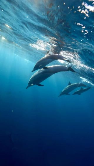 5D4N • Hawaii + Aloha Lei + USS Missouri + Waikīkī Beach + Chang Hsueh Liang Tomb & 1-day Shared Group · Including Empty Run Fee