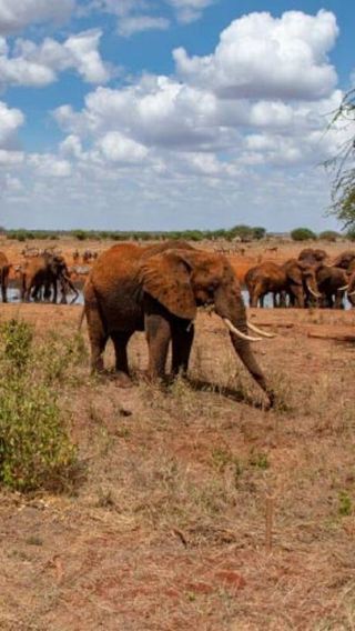 4D3N • Mombasa: 4-Day Tsavo East, Taita Hills & Ngutuni Safari