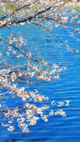 9D8N • Classic Kansai In-depth tour · Osaka + Kyoto + Kobe + Universal Studios Japan