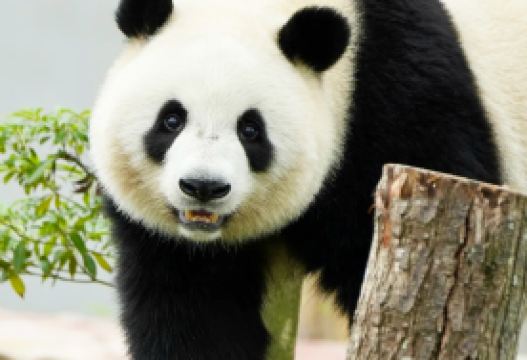 5D4N · Group Tours · Chongqing + Chengdu + Guanghan + Sanxingdui Museum + Chengdu Research Base of Giant Panda Breeding · 5-day pacakge for 8-person group tour.