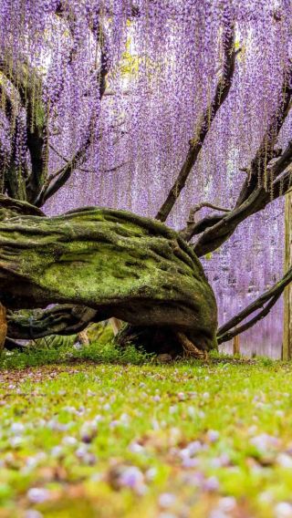 5D4N • Fukuoka Kyushu highlight tour: Kokura Castle + Mojiko Retro + Yufuin Onsen + Usa Shrine + Hita Old Town + Yanagawa River Cruise: Airport Transfer Included