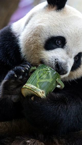 5D4N • Guangzhou + Zhuhai + Chimelong Safari Park + Zhuhai Chimelong Ocean Kingdom
